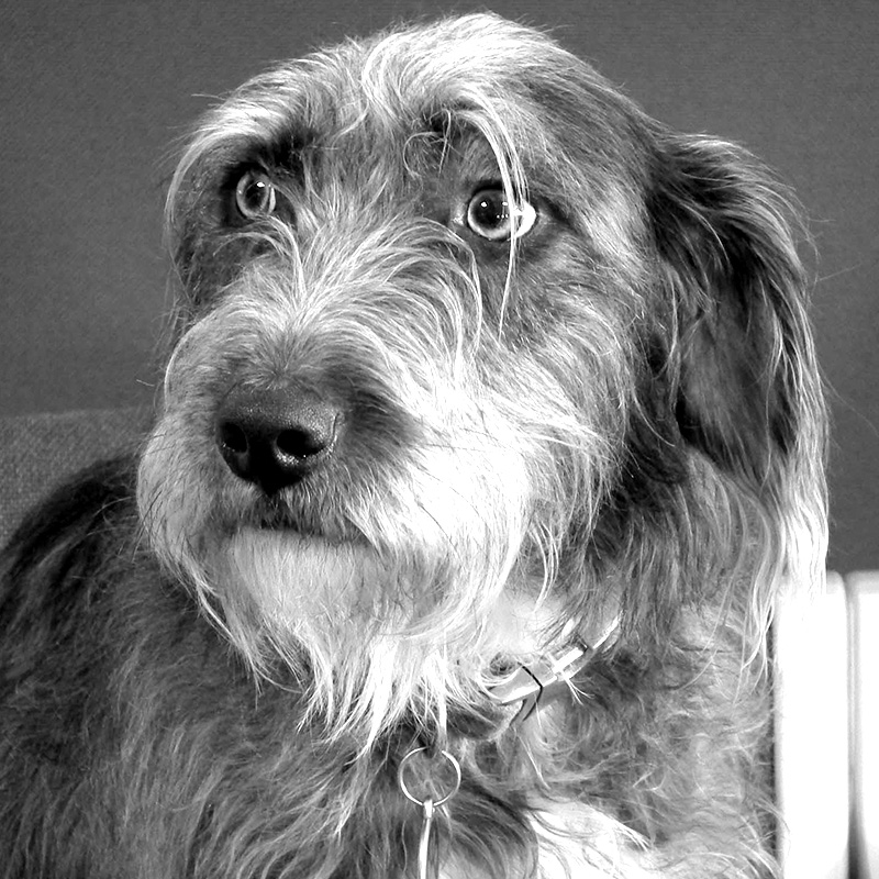 fergus